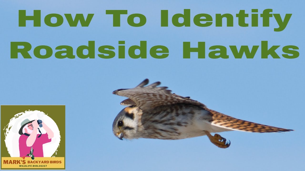 The Most Common Roadside Hawks in Winter