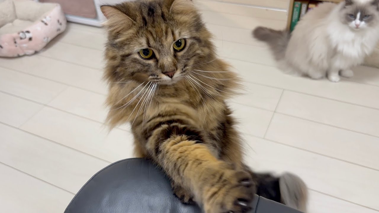 Maple has lots of things to say