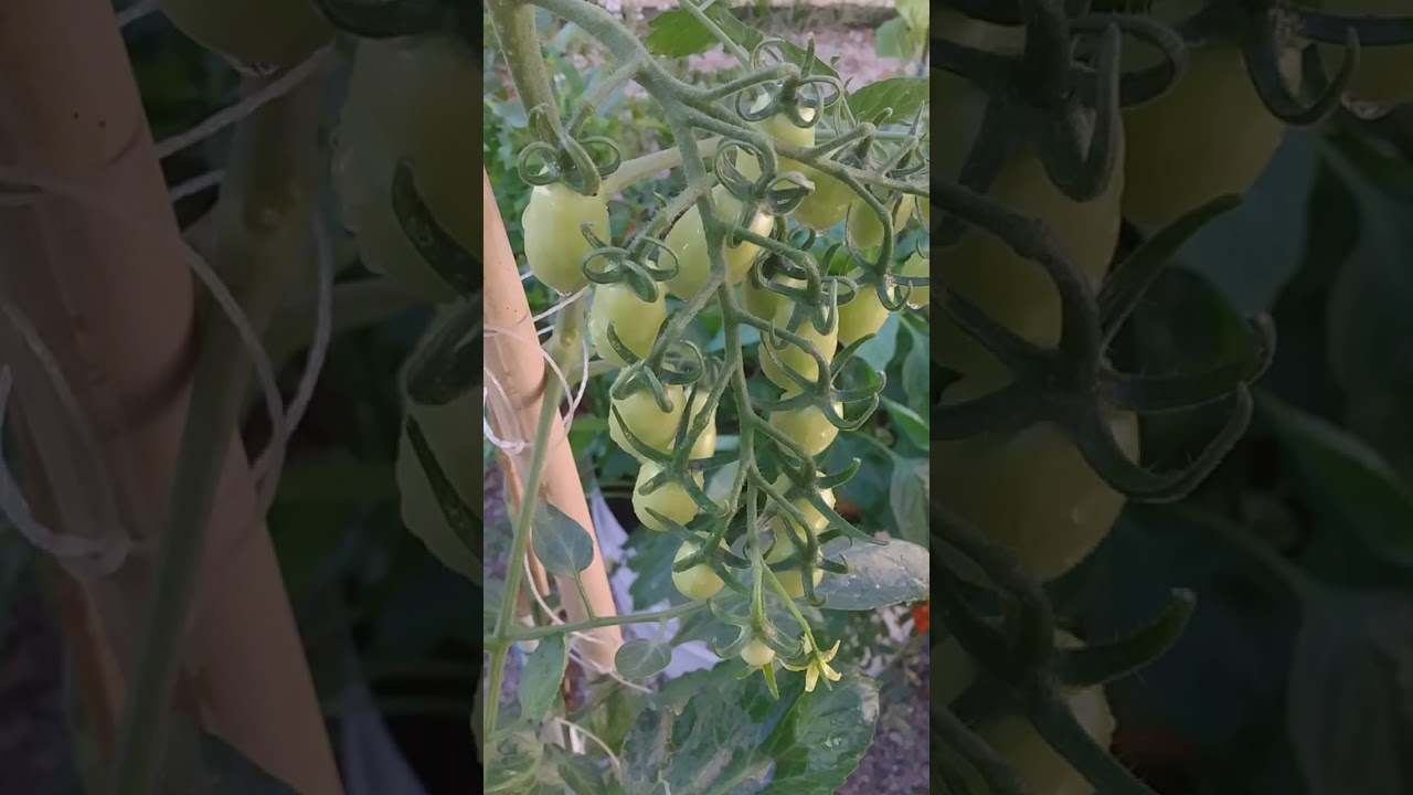 tomates em vaso #shorts