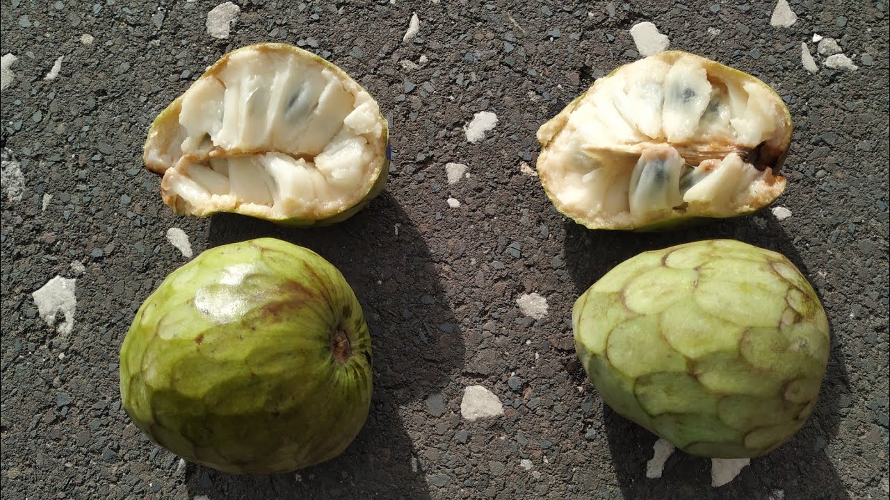 How to pick the perfect Chirimoya at the shop (Annona cherimola)