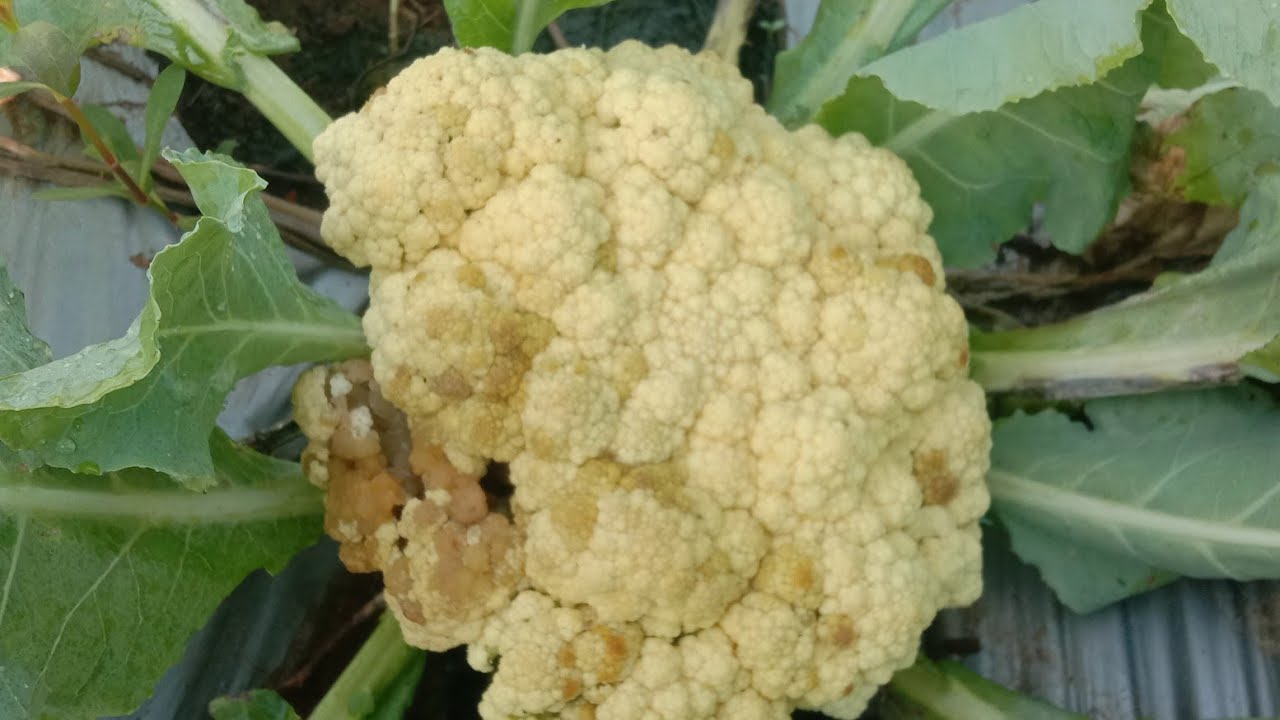 Cara Mengobati Busuk Batang, Bisuk Daun Dan Busuk Bunga Pada Tanaman Bunga Kol