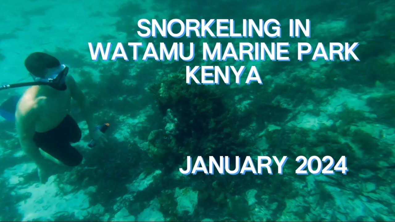 I had the perfect snorkel excursion at Watamu Marine Park, Kenya. 4K