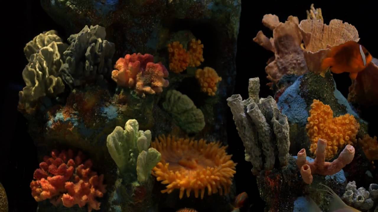 AQUARIUM. Natural Sounds