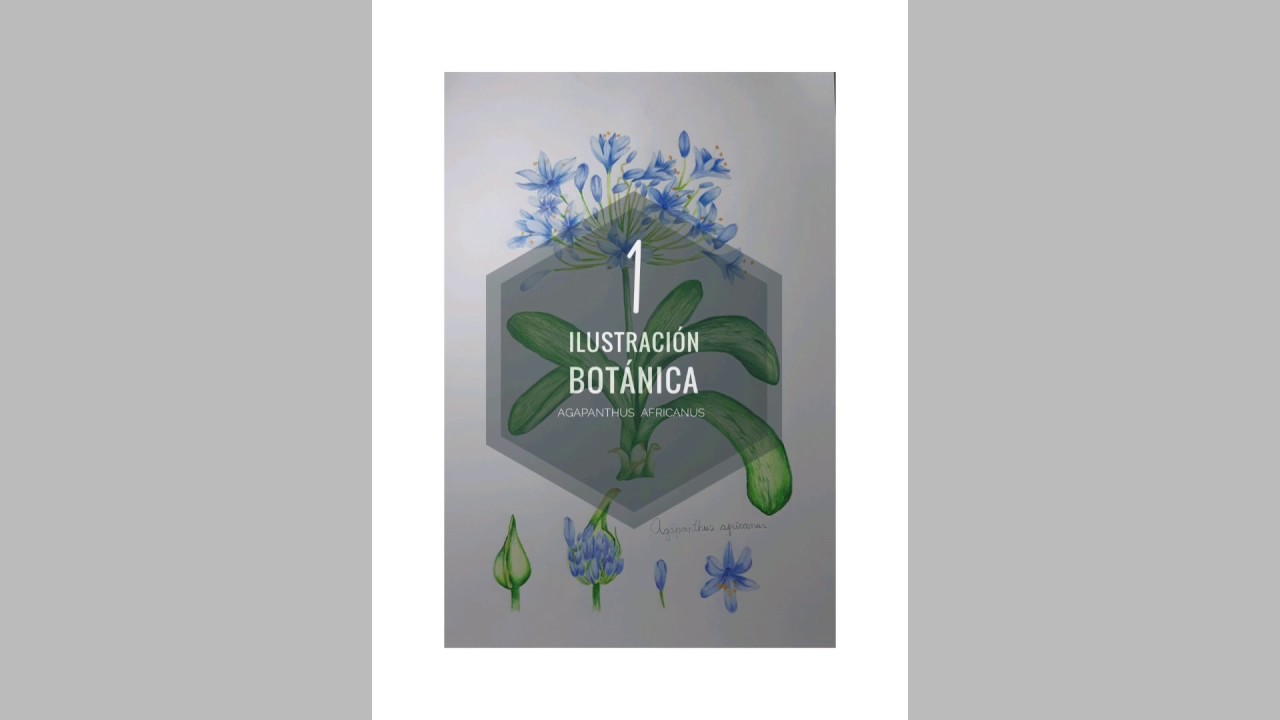 Ilustración botánica con lápices de colores | Agapanthus africanus 1 | Flor Hetze - Dibujo y Pintura