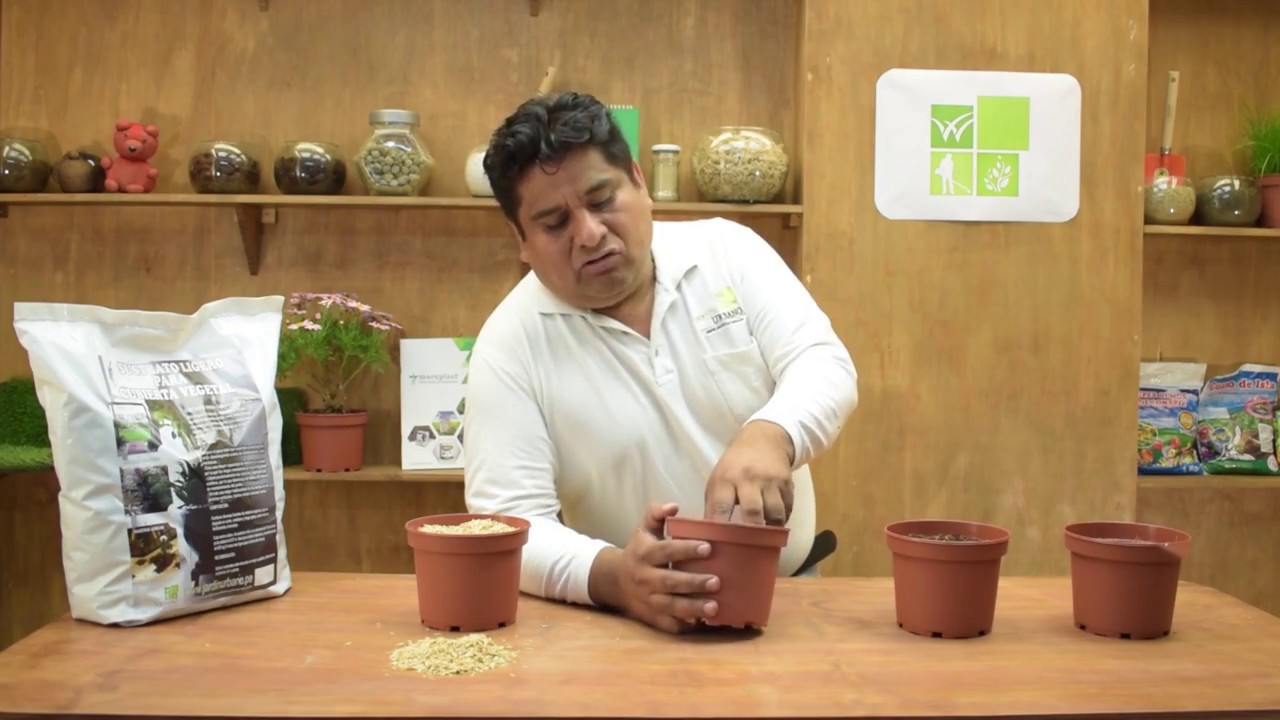 que es la cascarilla de arroz