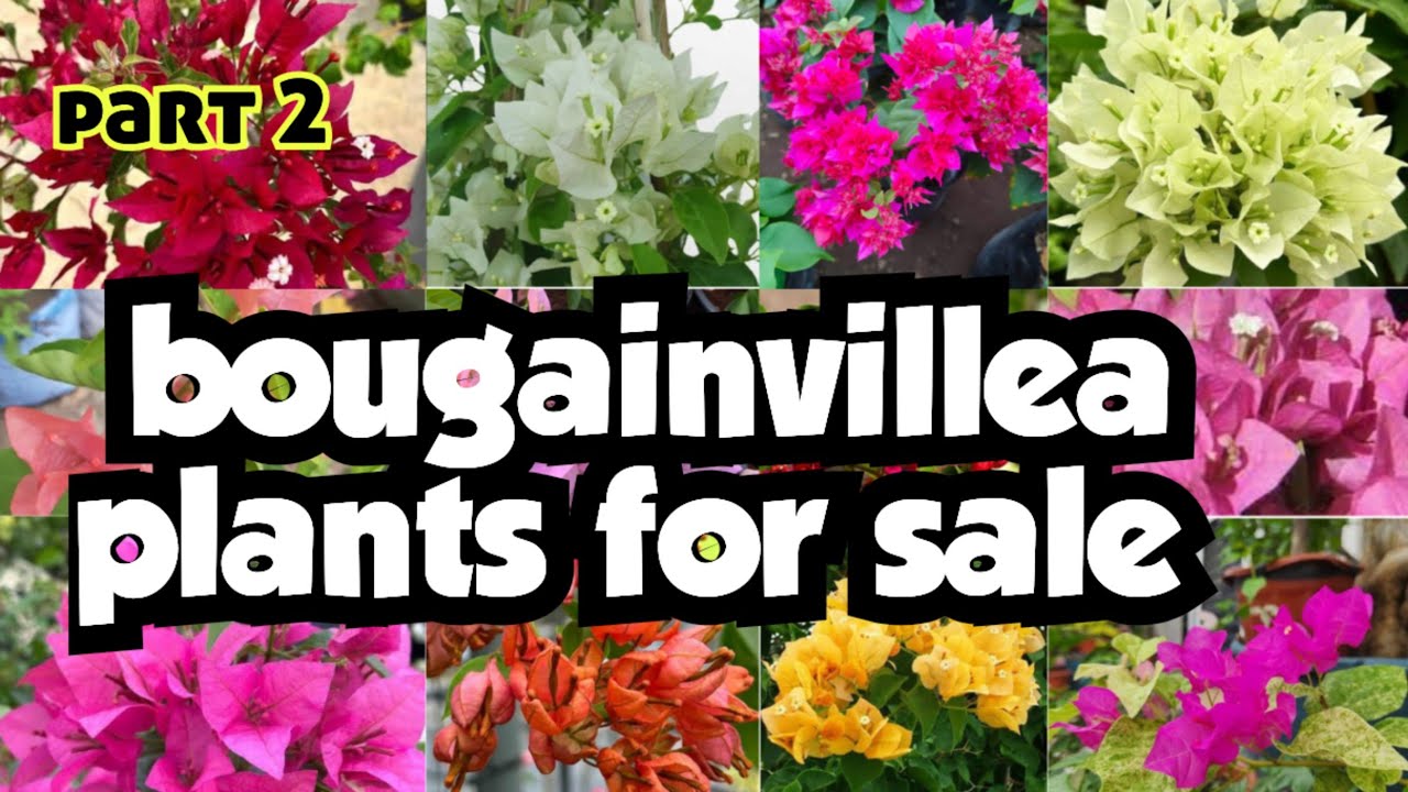 Bougainvilla plants for sale|| sera's gardens||23-01-26