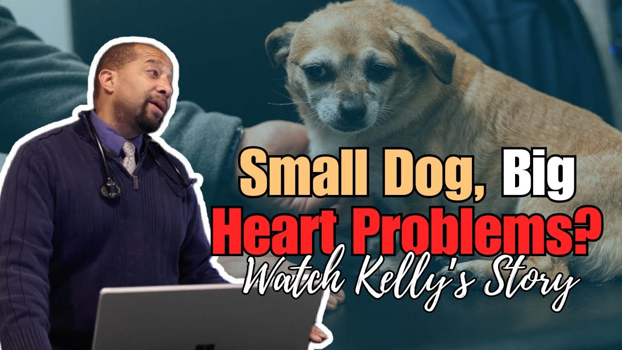 Small Dog, Big Heart Problems? Watch Kelly’s Story