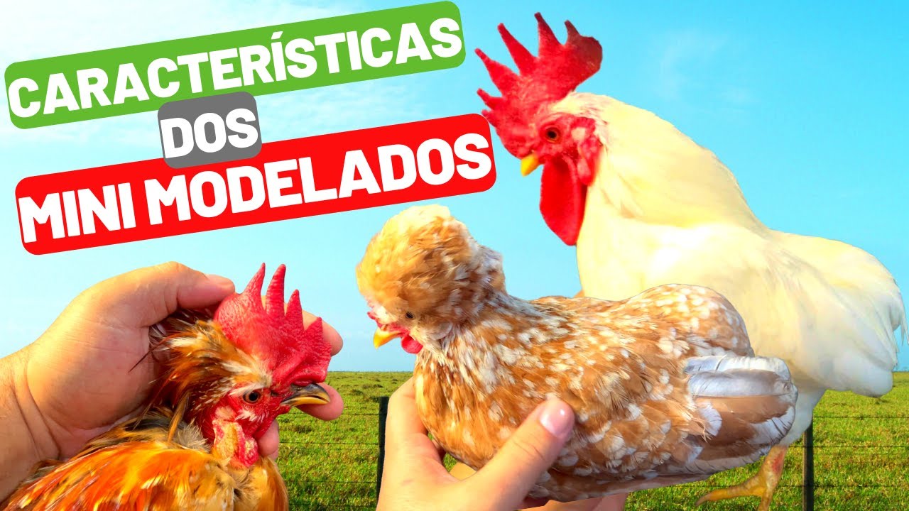 CARACTERÍSTICAS DOS MINI MODELADOS