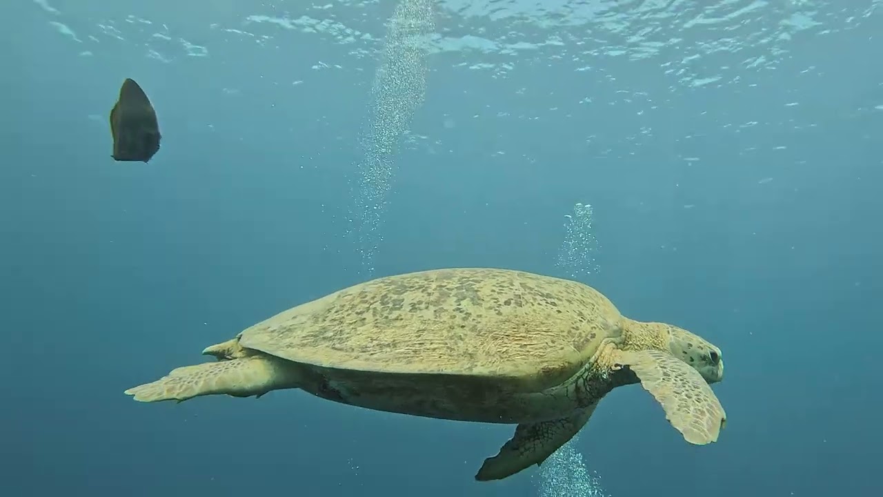 Une semaine de plongées à Sipadan (Septembre 2025)