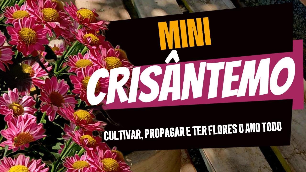 O Segredo para Flores o Ano Todo! Cultivo, Propagação Mini Crisântemo.
