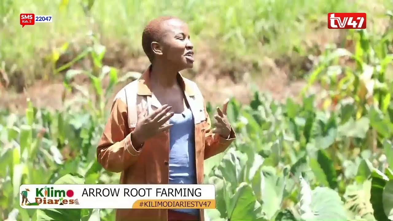 KILIMO DIARIES | Arrow Root Farming