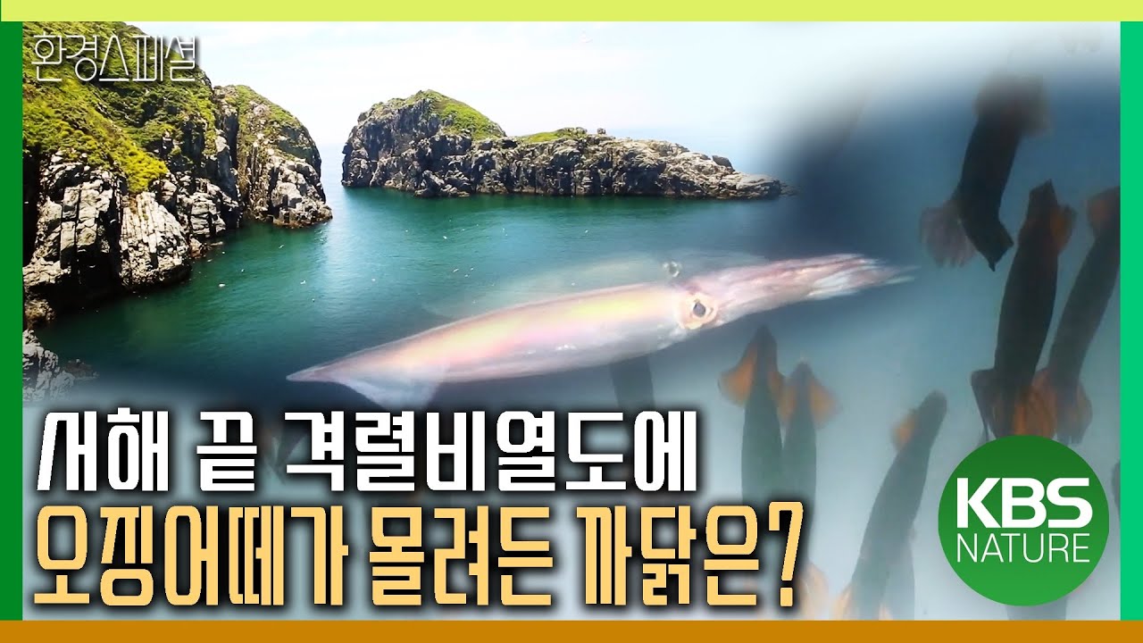 서해 끝 격렬비열도에 오징어떼가 몰려든 까닭은? [야생여정-바닷길의 이정표] / KBS 20181117 방송