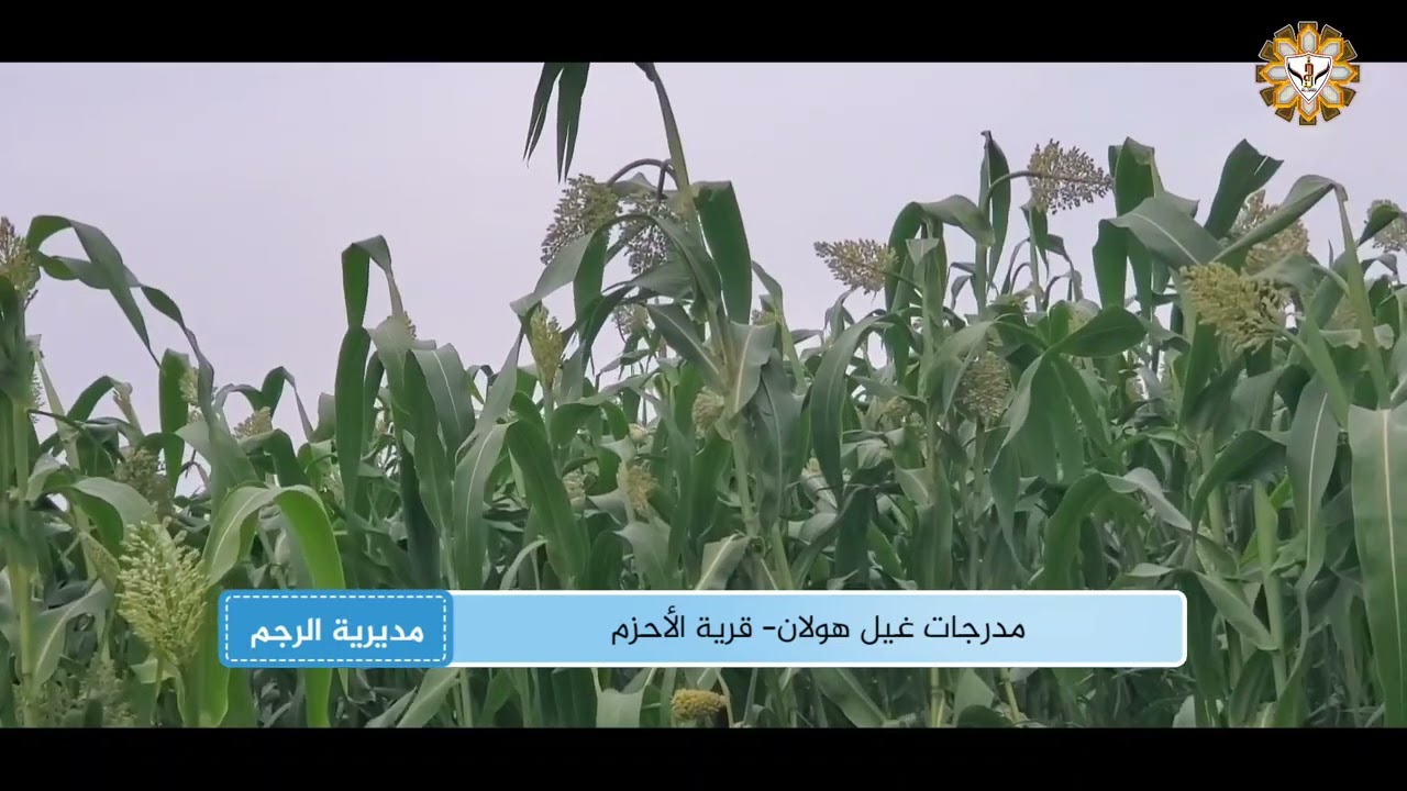 كذاب يوعد ويخلف# والقلب يذوب ويرجف# الفنان أصيل ابوبكر مع مناظر لمدرجات غيل هولان تصوير ومونتاج 2024
