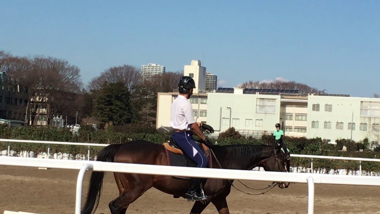 Racing Horse (Tokyo) / Скачивая лошадь / Poyga oti