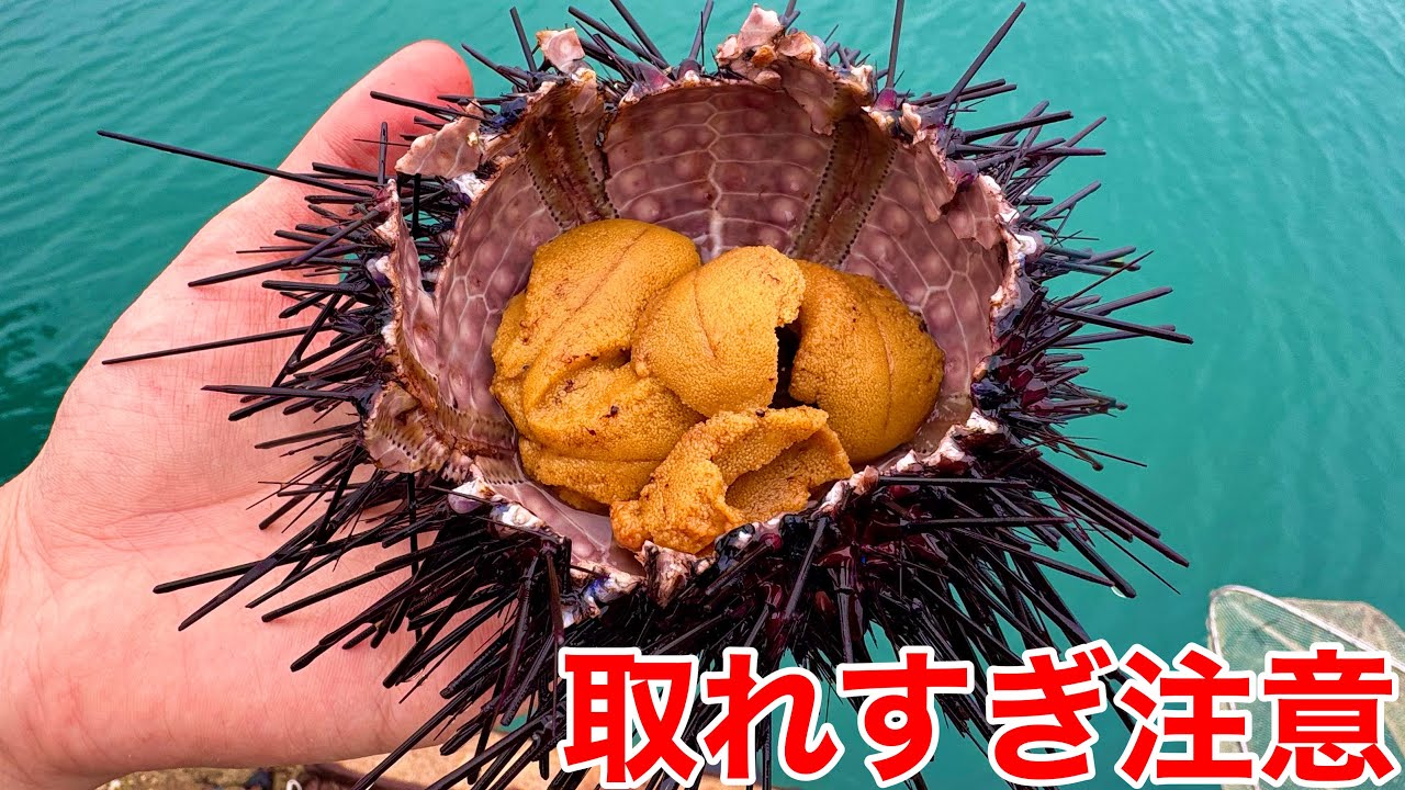 漁師も嫌う化け物猛毒巨大ウニの中身がヤバすぎた