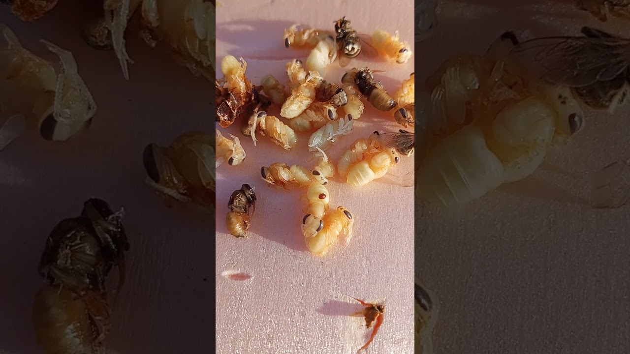 Мониторинг клеща варроа в пчелосемьях #bee #пчеленок #сварка