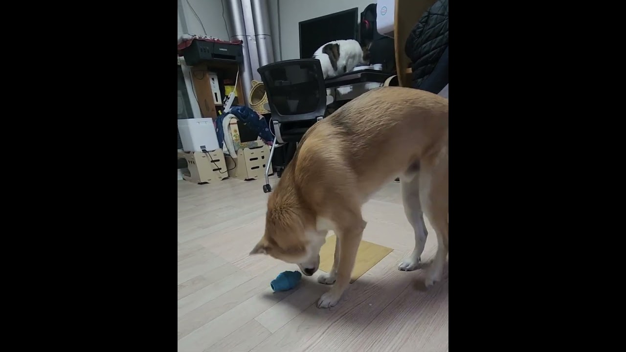 간식아 나와랏!