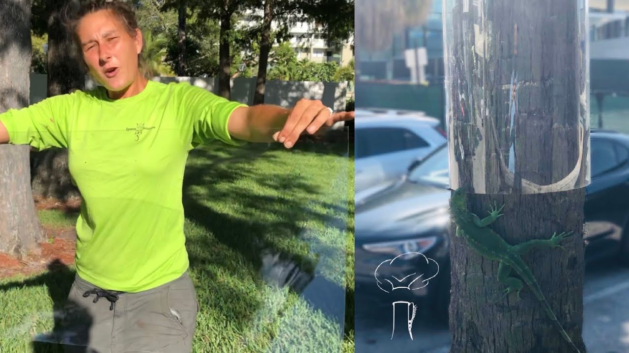 *Iguana shield installation* How To Stop Iguanas From Climbing Trees