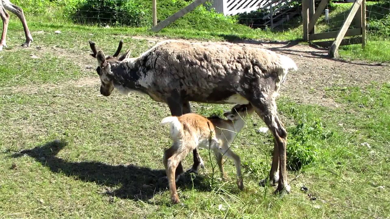 Calf reindeer - Poron vasa - 2009.