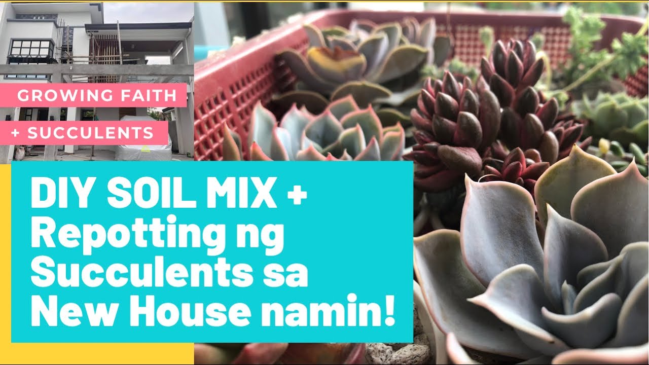DIY SOIL MIX (NO MASITERA, NO PROBLEM) succulents