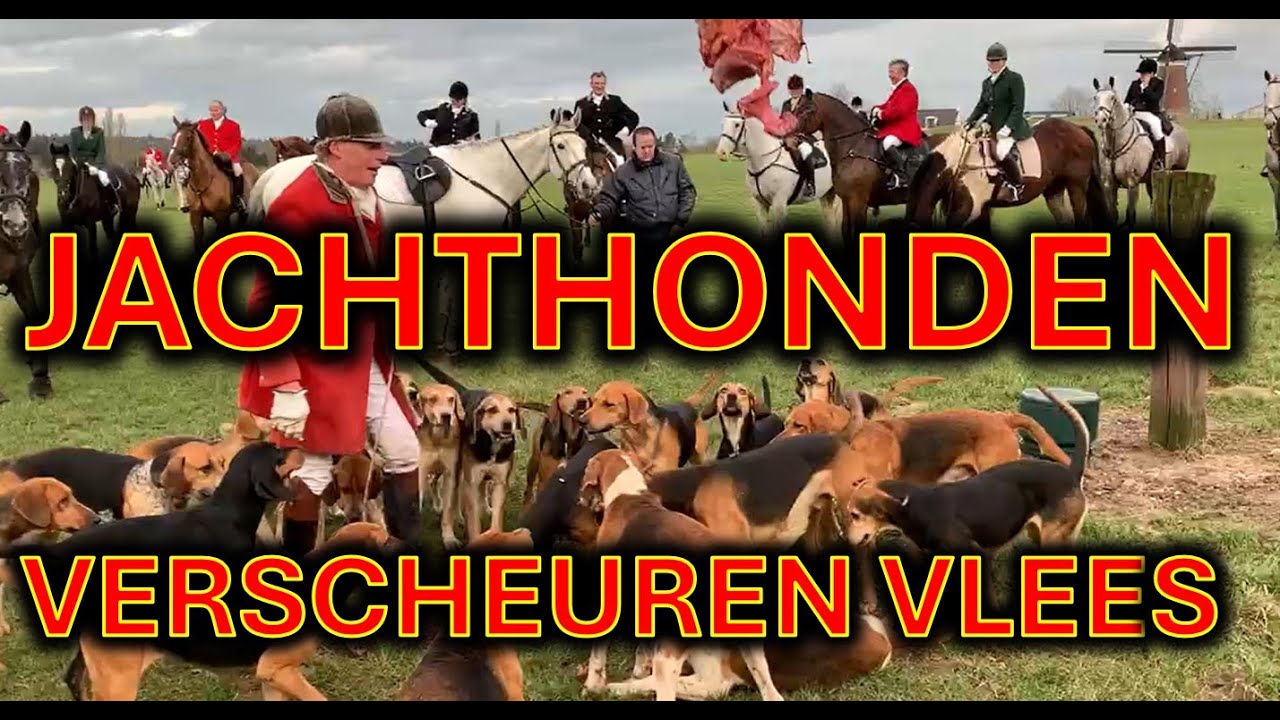 Jachthonden verscheuren 20 kilo vlees in anderhalve minuut
