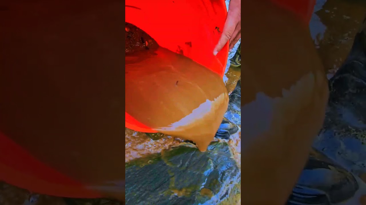 Just found another nice gold picker #goldprospecting #gold #emas #goldrush#goldwaschen #goldpanning