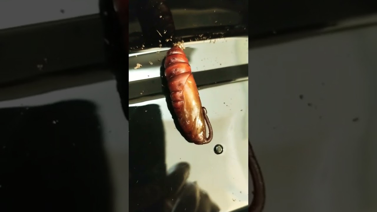 wax worm transformation coming soon!!