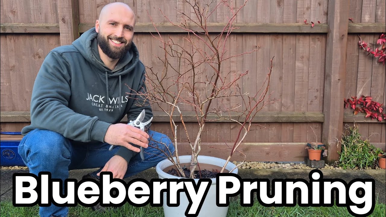 How to Prune Blueberry Bushes For Better Harvests! 