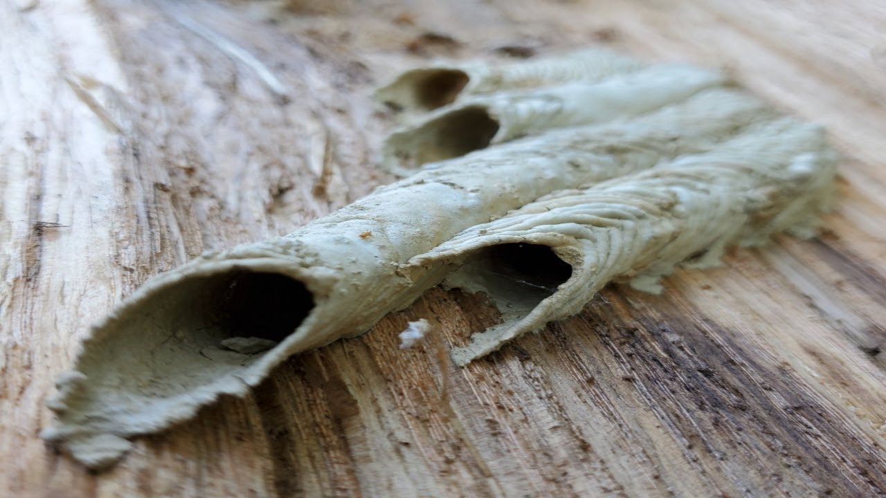 What's inside a Mud Dauber tube?