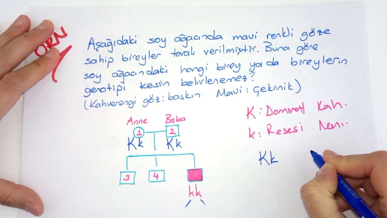 SOY AĞACI ÇÖZÜMLEME
