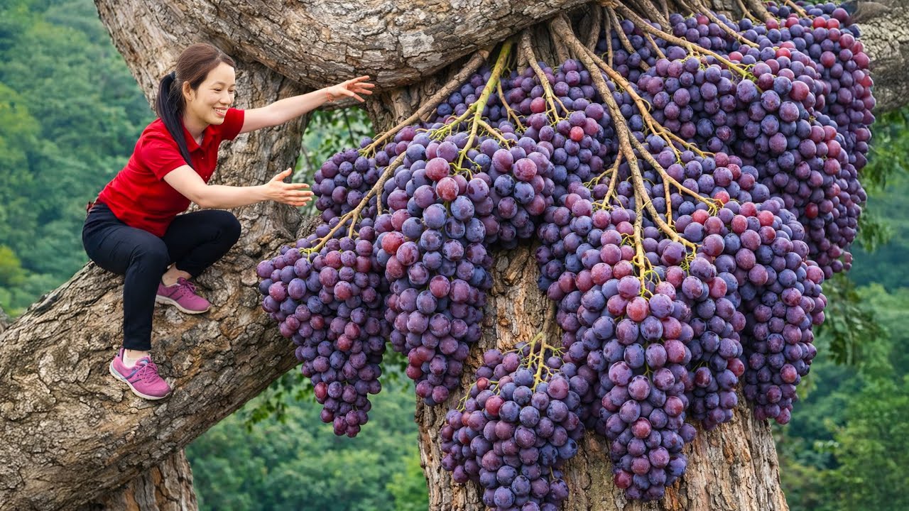 Harvesting Rare Seedless Wild Grapes | Crowds Rush to Buy & Fermenting 100-Year-Old Wild Grape Wine
