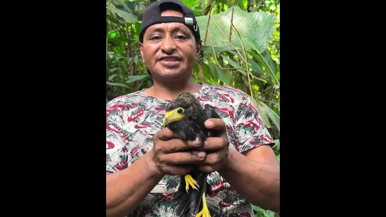 Encontré este gavilán pollero agarrotado de frio en malas condiciones/Don Luchito