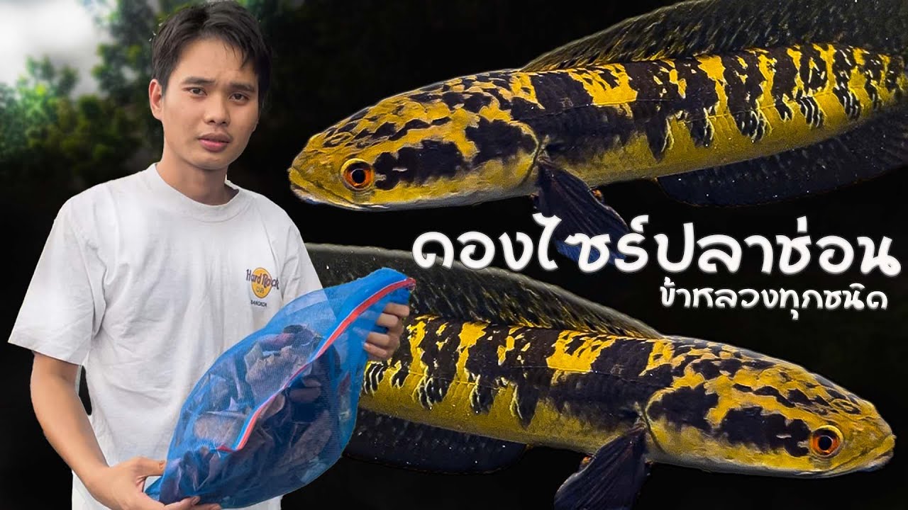 ดองไซร์ปลาช่อนข้าหลวงทุกชนิด