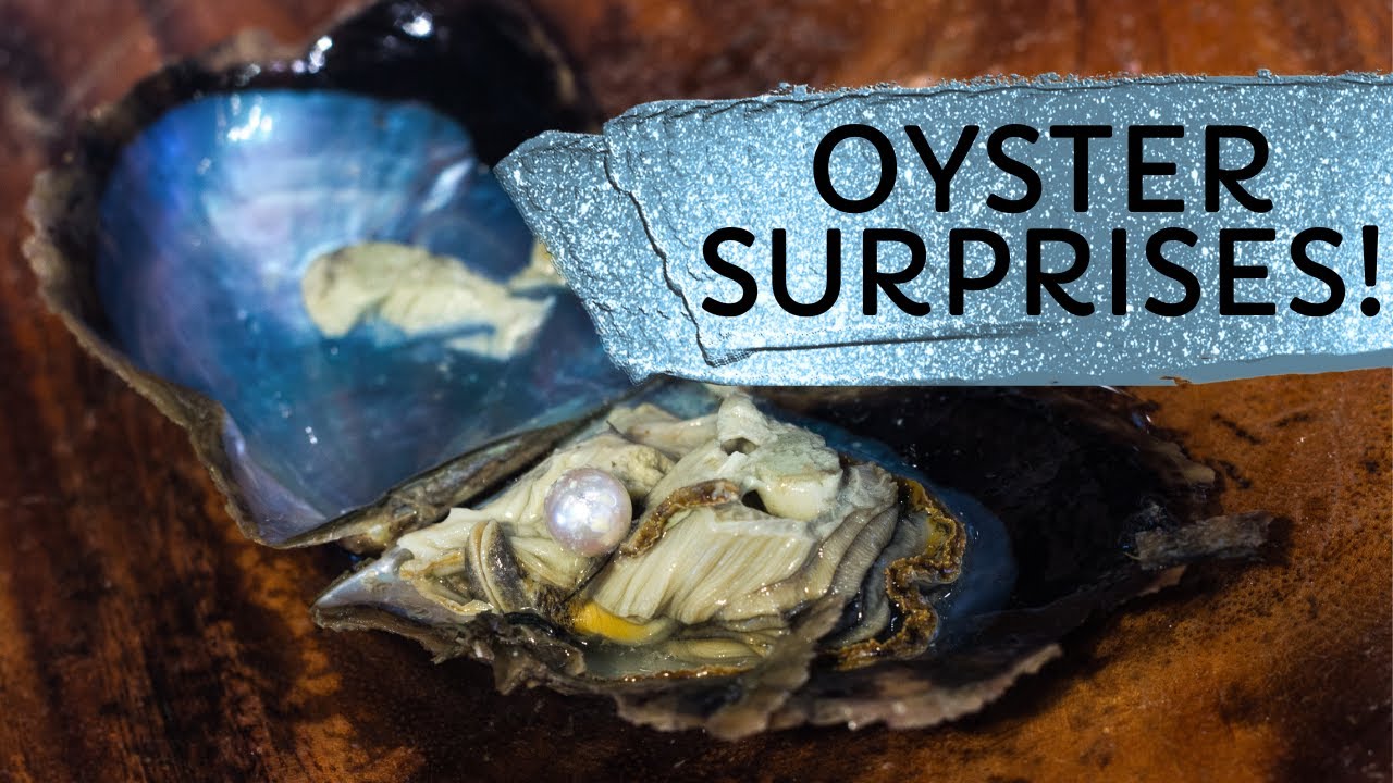 Oyster Surprises! (Reveals 18243 - 18258)