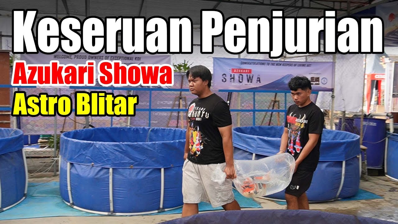 Penjurian Sowa Azukari Yang Sangat Seru Di Astro Blitar Koi Hasil Dari Mega Jumbo