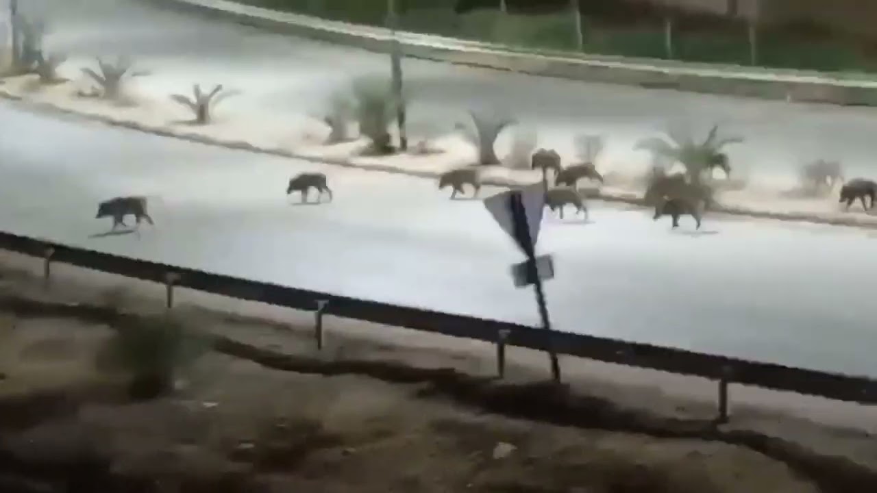 شاهد الخنازير في شوارع