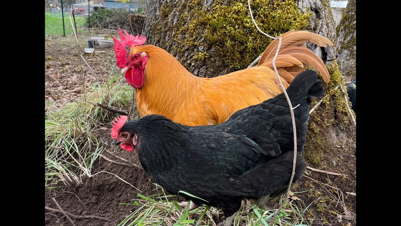 Clucky Chickens Live! Hanging Out In The Chicken Yard ~ Relaxing