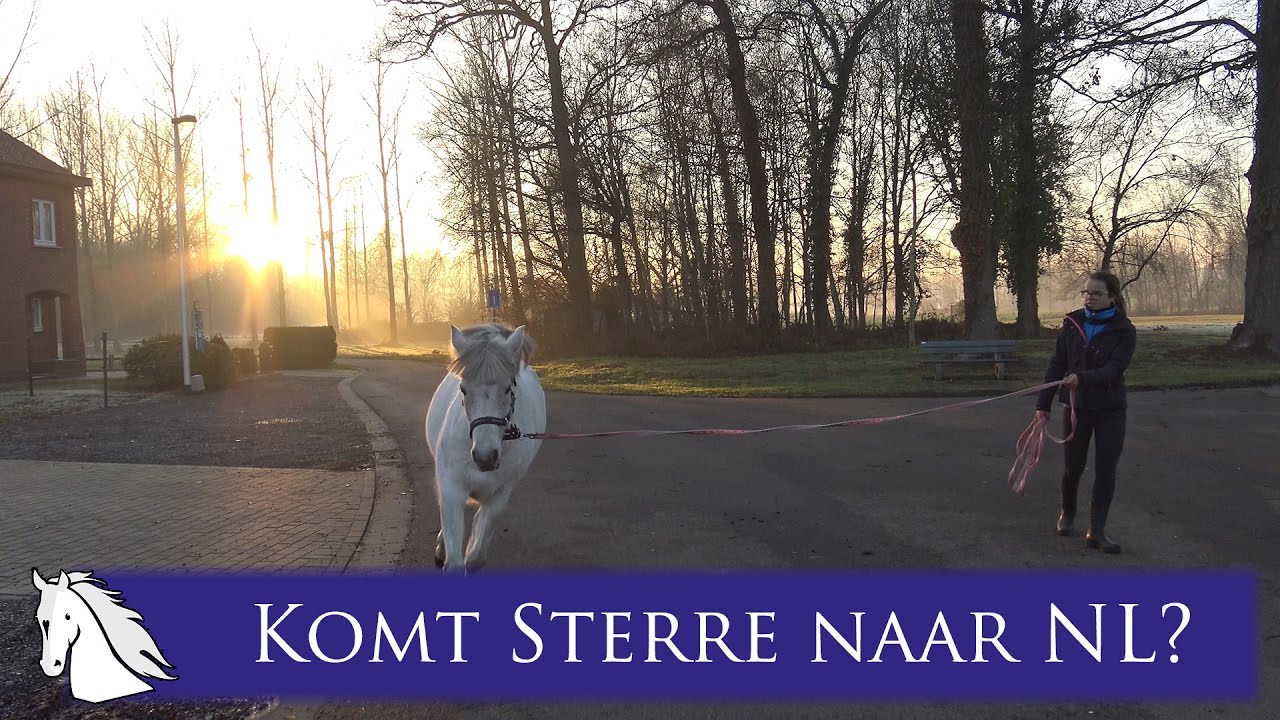 Wordt Sterre goedgekeurd? * Hart voor Paarden *