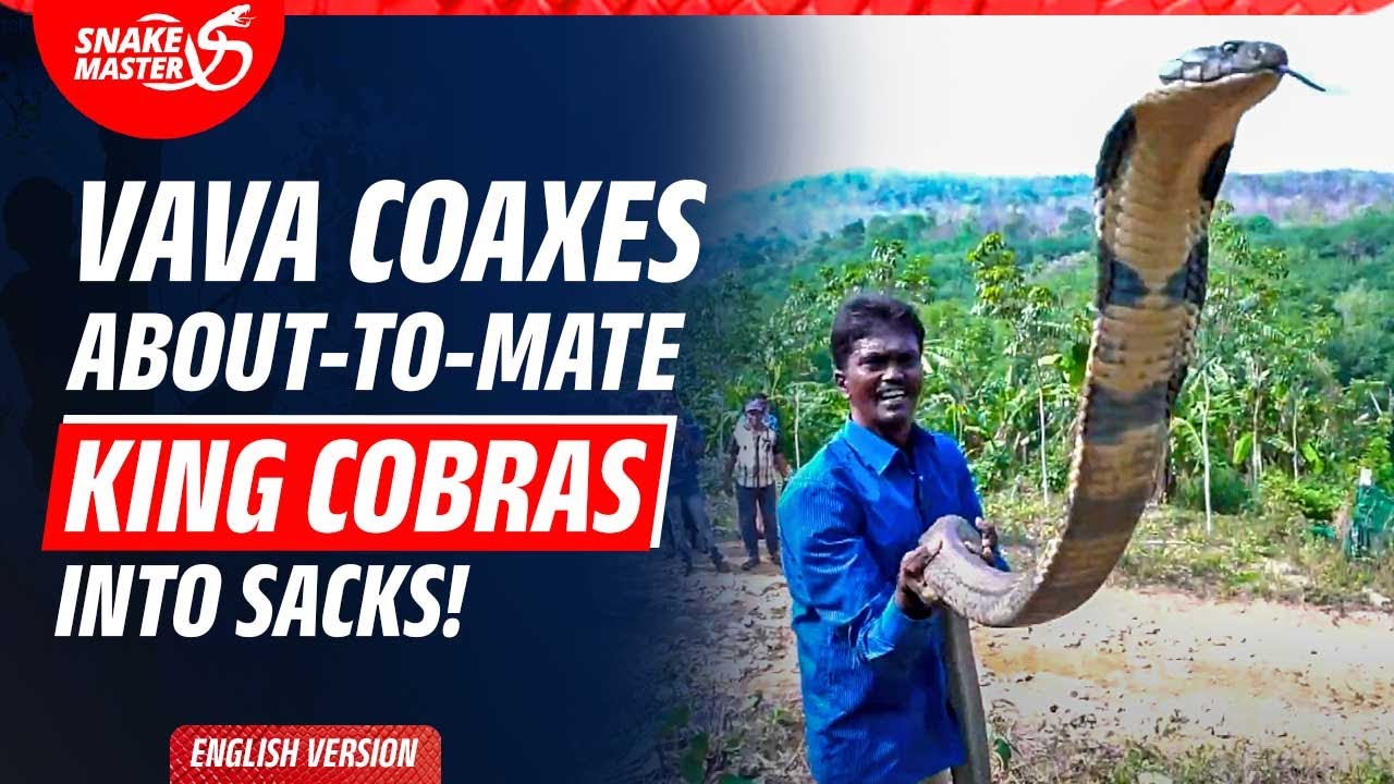 EP 99 | Vava Suresh Rescues Mating Snakes From Burrow | Real-Life Snake Rescue in Kerala