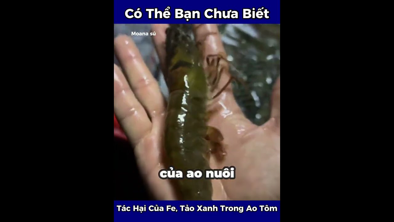 Tập 1 - Giới Thiệu Về Nuôi Tôm Công Nghệ Cao 