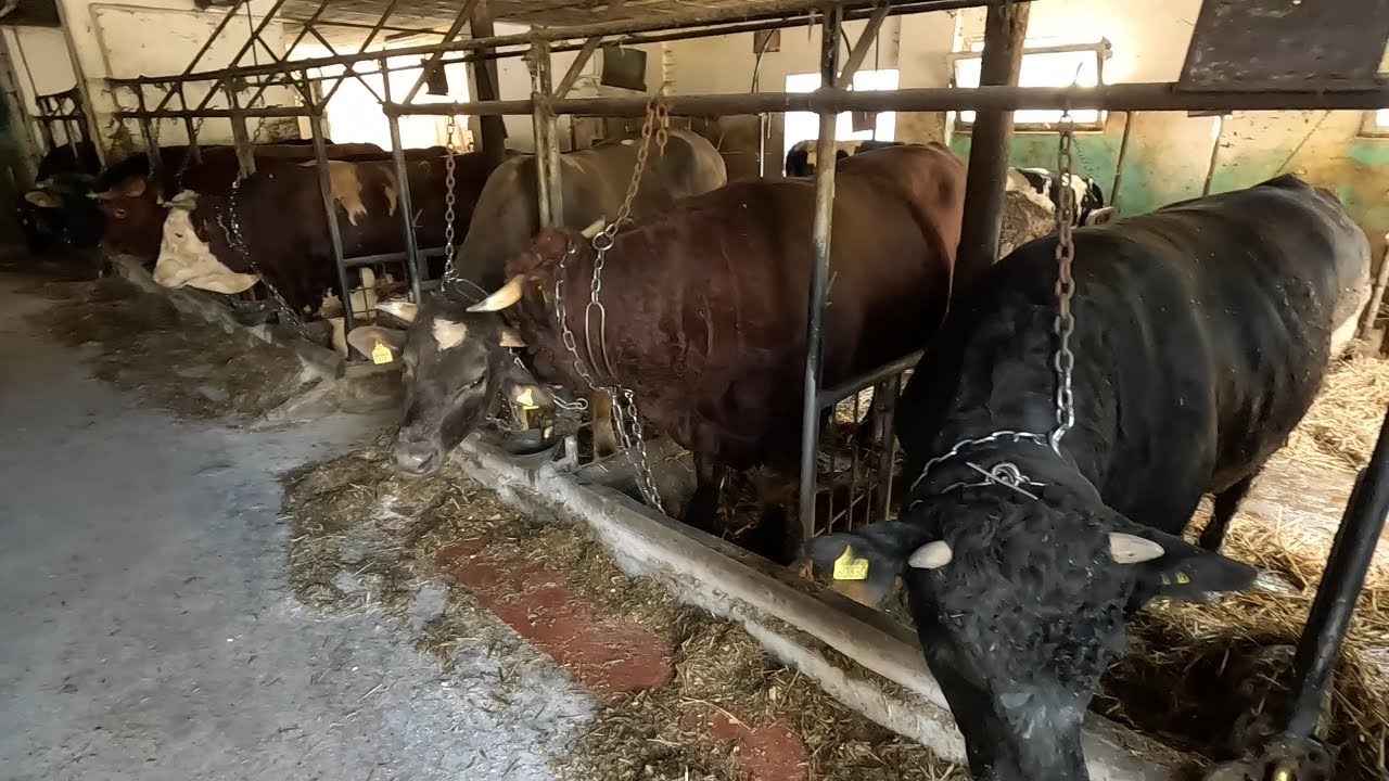 #283 Sprzedaż Byków z Łańcucha ^^ Średnia Waga 800 kg ^^