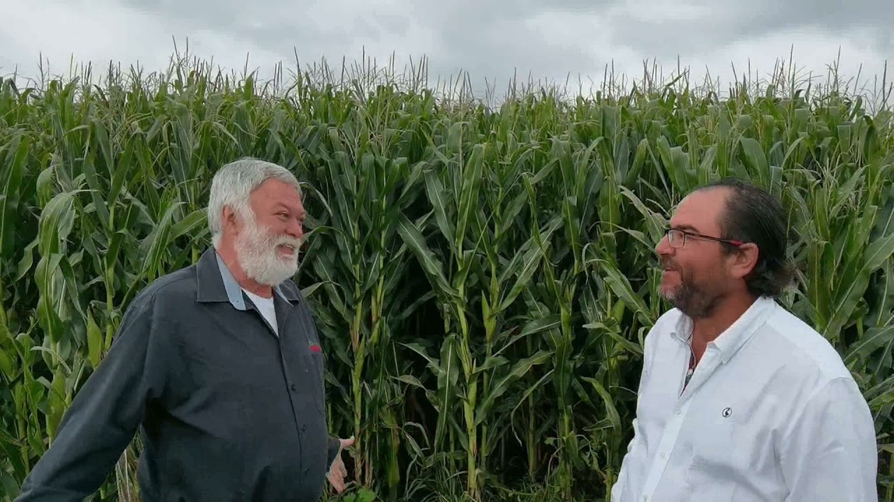 Atider maíz alto rendimiento parcela con mas de 200 mil mazorcas/ha  y estimación mayor a 32 ton/ha