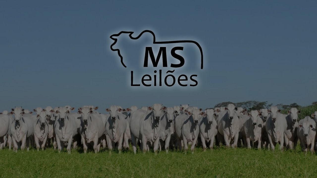 MS Leil&otilde;es - 10-04-26 - LONDRINA-PR