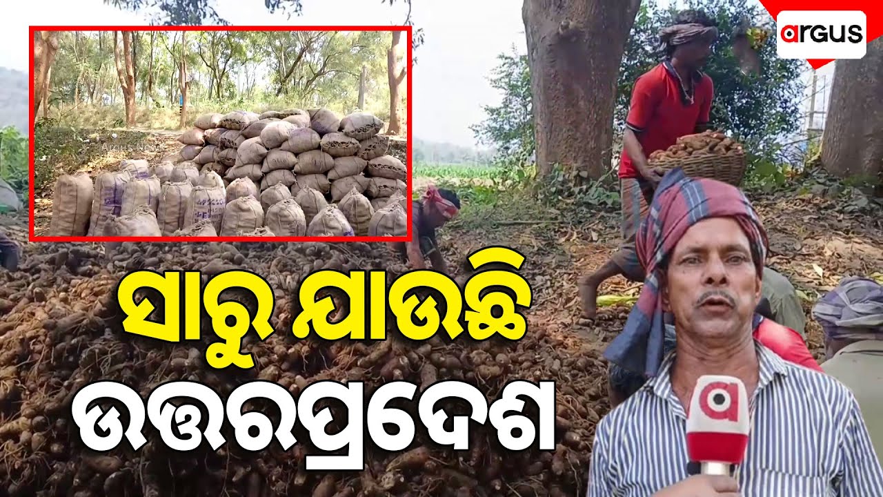 ସାରୁ ଚାଷକରି ସ୍ବାବଲମ୍ବୀ ହେଉଛନ୍ତି ଖଣ୍ଡପଡ଼ାର ଚାଷୀ | Taro Root Farming | Khandapada | Argus News