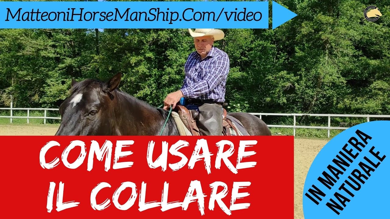 Come guidare in collare il cavallo