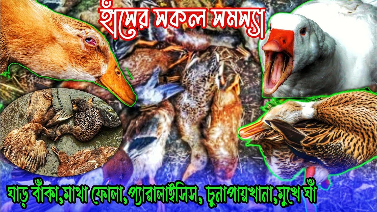 হাঁসের ঘাড় বাঁকা,প্যারালাইসিস,মাথা ফোলা, চুনাপায়খানা,মুখে ঘাঁ, জ্বর সকল সমস্যার সমাধান A টু Z
