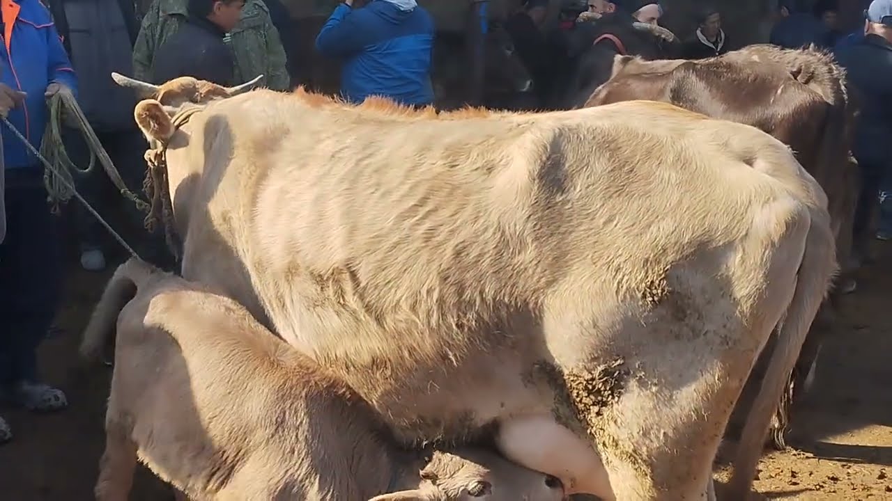 Молбозори Хочи Шариф навори тоза букаи калон да бозора навор кадем 🤔🤔.  20 02 2026🎉👍