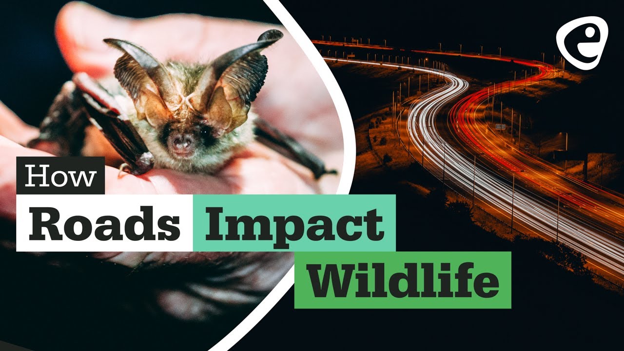 What are the effects of roads on wildlife?