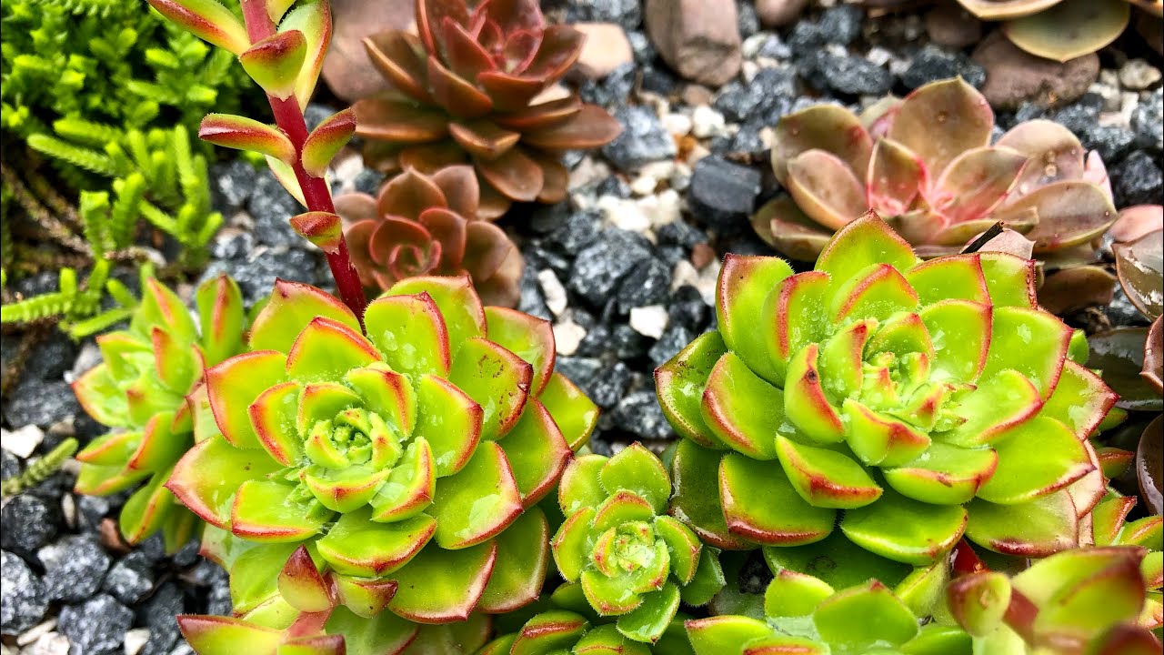 COMO ENCHER o VASO rápido com SUCULENTAS retiradas de um pequeno espaço do seu JARDIM + DICAS