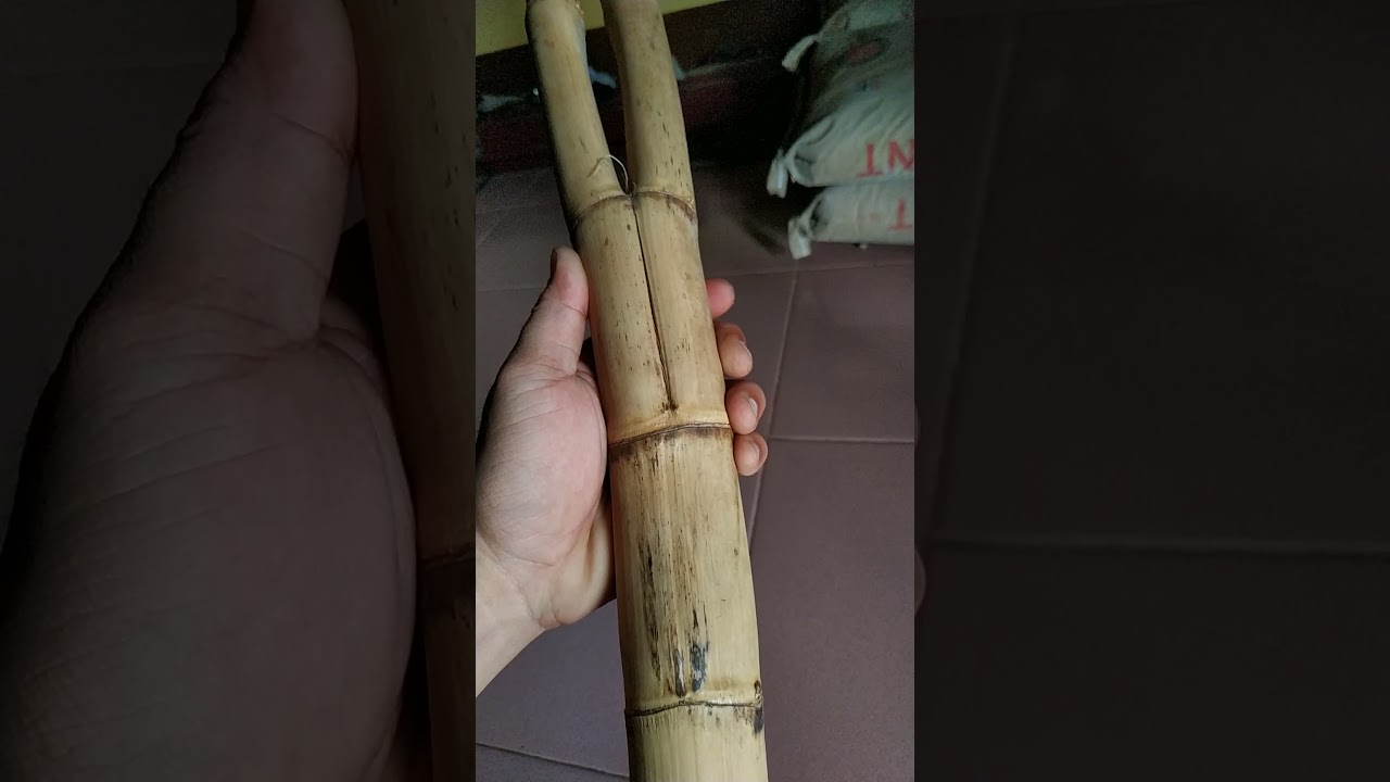 ASLI 100% || Bambu Betuah Bercabang Dua